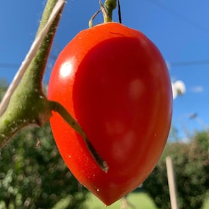 Salvaterra&#39;s Select Tomatenzaden | Erfstuk | Biologisch