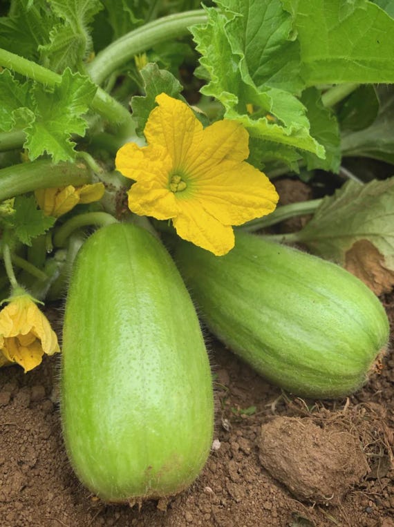 Tondo Padana Gurkenmelone Melonengurke Carosello S? Produktbild-Vorschau 9