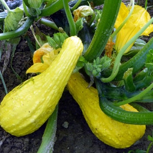 Crookneck Summer Squash Seeds | Organic