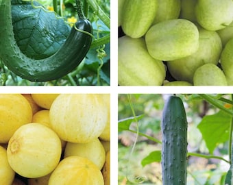 Cucumber Mix | Organic | Seeds