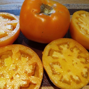 Amish Gold Tomato Seeds | Organic