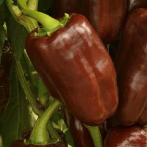 Süße Schokoladenpfeffersamen | Erbstück