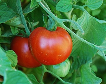 Sub Arctic Plenty Tomato Seeds | Heirloom | Organic