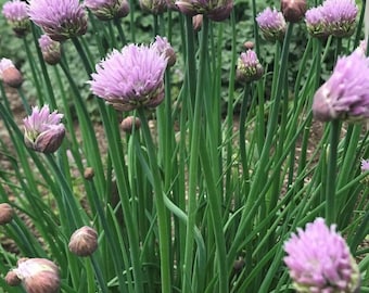 Common Chives Seeds | Heirloom | Organic