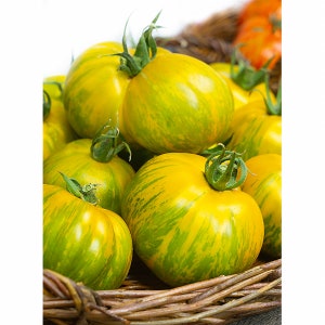 Green Zebra Riesentomate Samen | Bio
