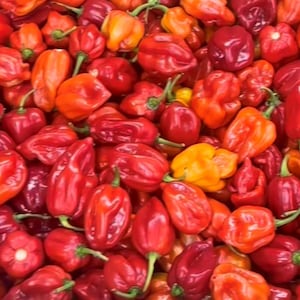 Sweet Red Habanero Pepper Seeds | Sweet