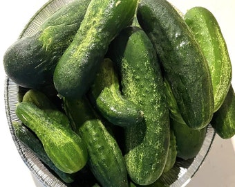 Spacemaster Cucumber Seeds | Heirloom | Organic