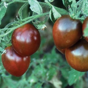 Black Prince Tomato Seeds | Heirloom | Organic
