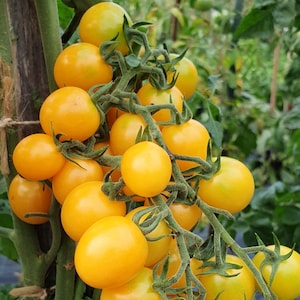 Honeydrop Cherry Tomato Seeds | Organic