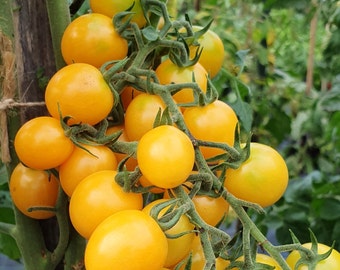 Honeydrop Cherry Tomato Seeds | Organic