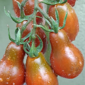 Chocolate Pear Tomato Seeds | Organic