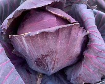 Red Acre Cabbage Seeds | Heirloom | Organic