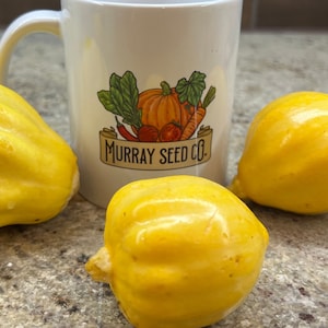Lemon Squash Seeds