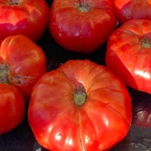 Semi di pomodoro Box Car Willie / Heirloom