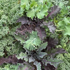 Kale Mix | Organic | Seeds