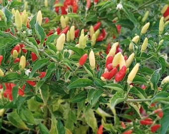 Tabasco Pepper Seeds | Hot | Heirloom | Organic