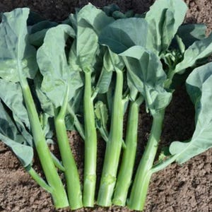 Graines Brocoli chinois (Kailaan) | Héritage