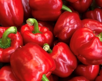 King of the North Pepper Seeds | Organic