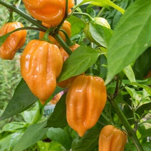 Orange Habanero Pepper Seeds | Heirloom | Organic