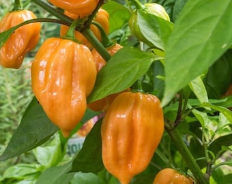 Semillas de chile habanero naranja / Heirloom / Orgánico