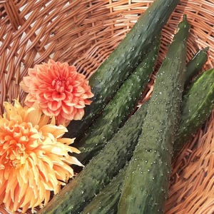 China Jade Cucumber Seeds | Heirloom