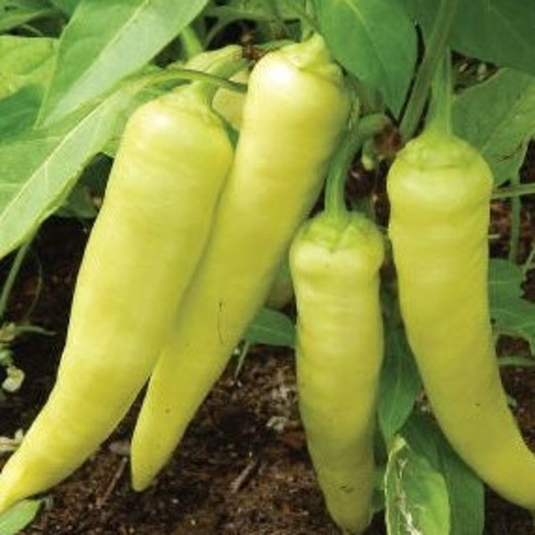 Banana Pepper Seeds | Sweet | Heirloom | Organic