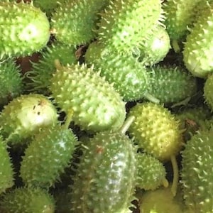 West Indian Gherkin Cucumber Seeds | Organic