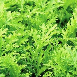 Venta**1 oz (11,200 semillas) Semillas de Mizuna Lime Streaks