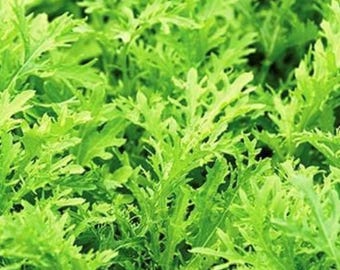 Venta**1 oz (11,200 semillas) Semillas de Mizuna Lime Streaks