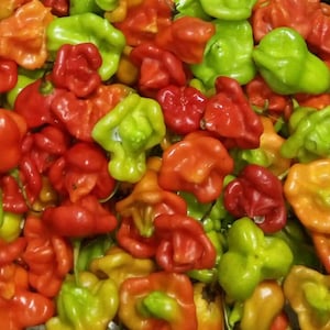 Ubatuba Cambuchi Pepper Seeds | Heirloom