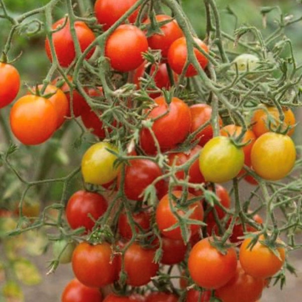 Graines de tomates centiflores rouges | Organique