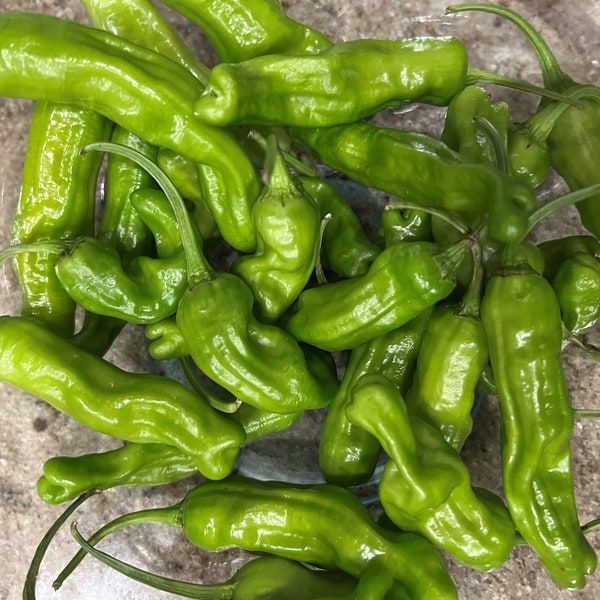 Shishito Pepper Seeds | Hot | Heirloom | Organic