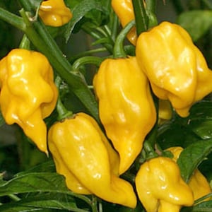 Lemon Habanero (Hot) Pepper Seeds