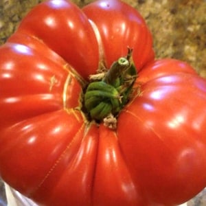 Semi di pomodoro bistecca di anguria, cimelio di famiglia, biologici