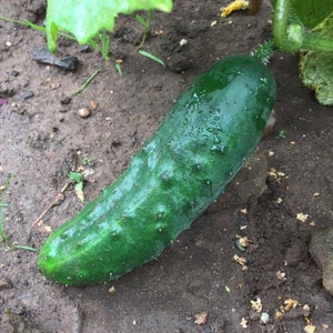 Marketmore 76 Cucumber Seeds | Heirloom | Organic