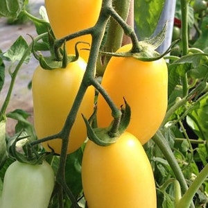 Cream Sausage Tomato Seeds | Heirloom | Organic