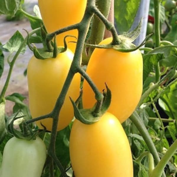 Cream Sausage Tomato Seeds | Heirloom | Organic