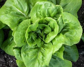 Semillas de lechuga Buttercrunch Butterhead / Heirloom / Orgánica