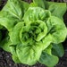 see more listings in the Greens/Microgreen Seeds section