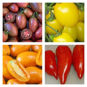 May include: Assortment of tomatoes in various colors and shapes, including red, yellow, orange, and black. The tomatoes are arranged in a grid pattern.