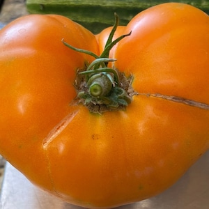 Dr. Wyches gelbe Tomatensamen | Erbstück | Bio