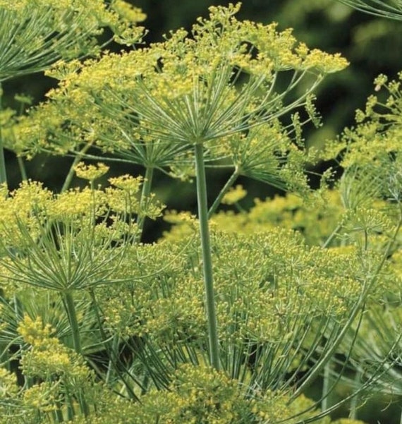 Bouquet Dill Seeds | Organic | Heirloom