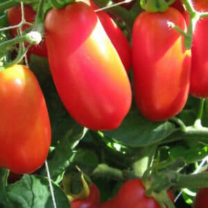 San Marzano Determinate Tomato Seeds | Heirloom | Organic