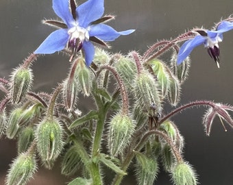 Op de afbeelding: Een close-up van een borageplant met blauwe bloemen en donzige groene knoppen. De plant heeft een delicate, luchtige uitstraling.