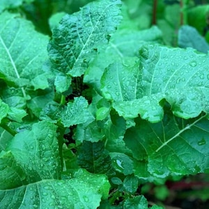 Ethiopian Kale Seeds | Heirloom | Organic | Rare