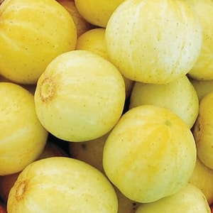 Nasiona ogórka cytrynowego | Odmiany tradycyjne | Organiczne