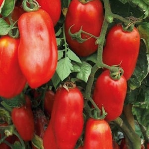 May include: A close-up of a vine of red, ripe Roma tomatoes. The tomatoes are hanging from the vine and are ready to be picked.