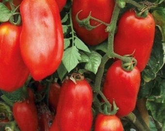 San Marzano (Indeterminate) Tomato Seeds | Heirloom | Organic