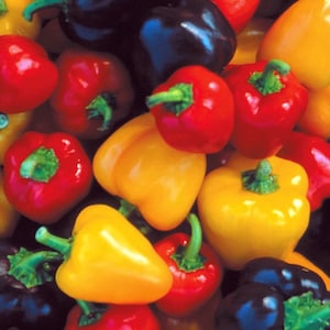 Mini Bell Pepper Seed Mix | Heirloom | Organic
