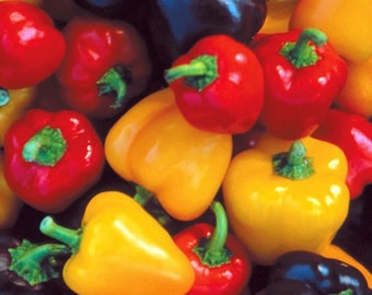 Mini Bell Pepper Seed Mix | Heirloom | Organic